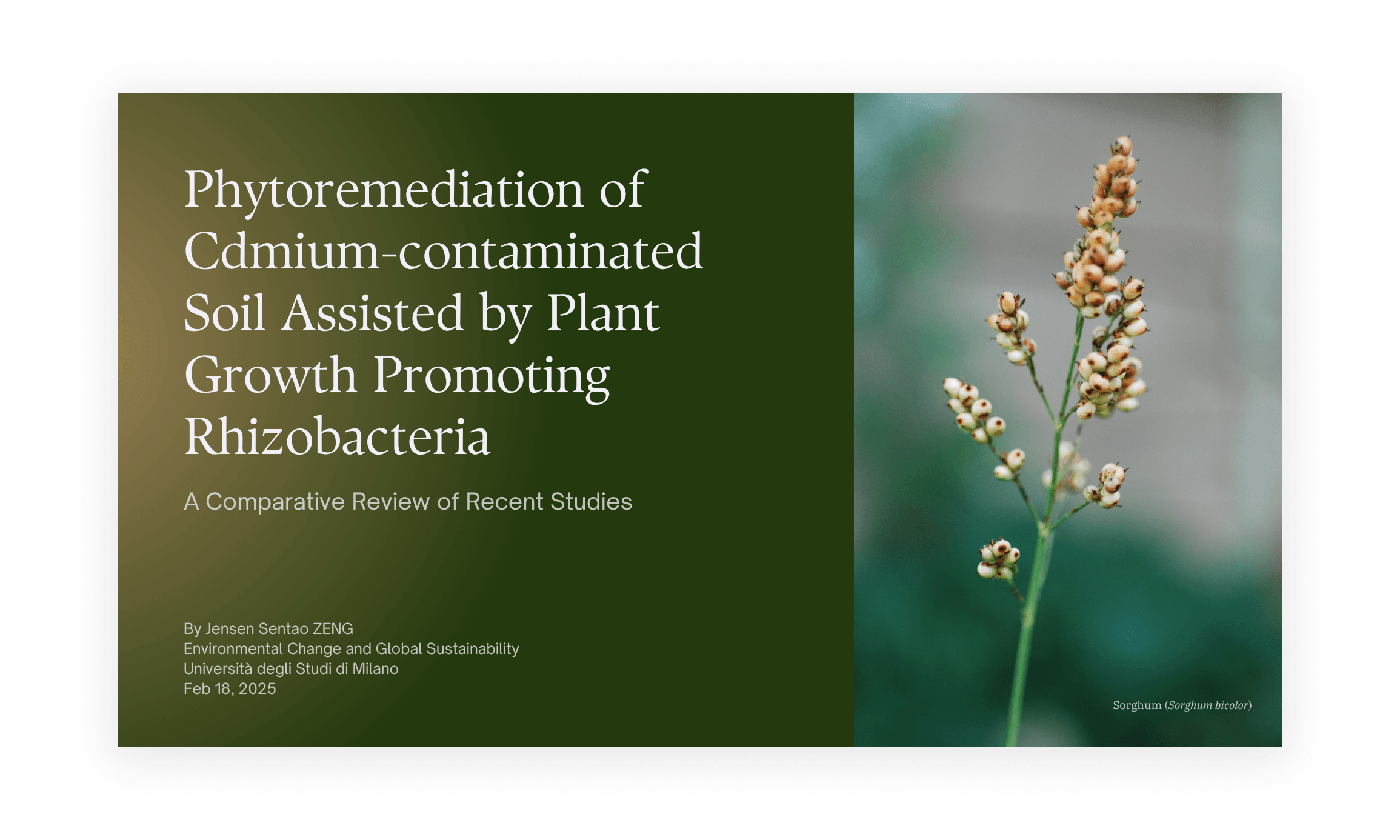PGPR Phytoremediation Chemistry Paper Review